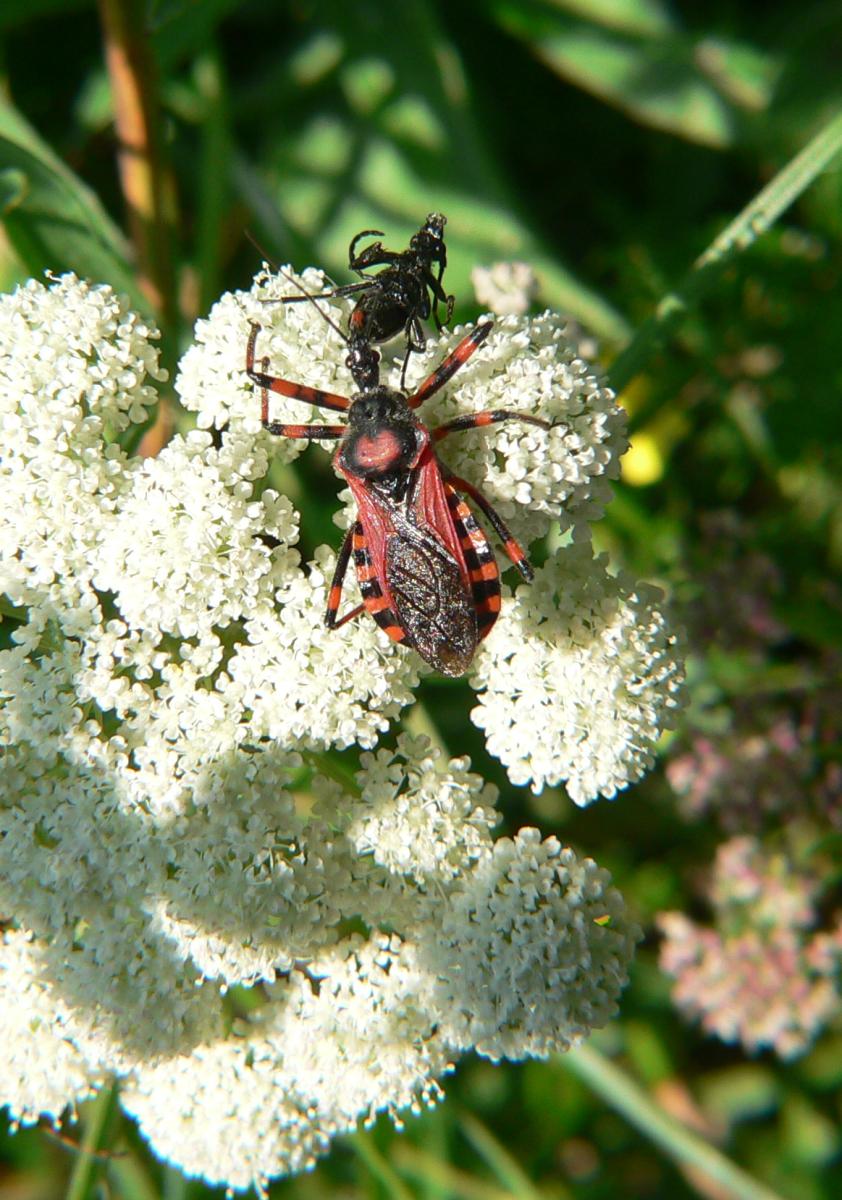 Rhynocoris iracundus ?